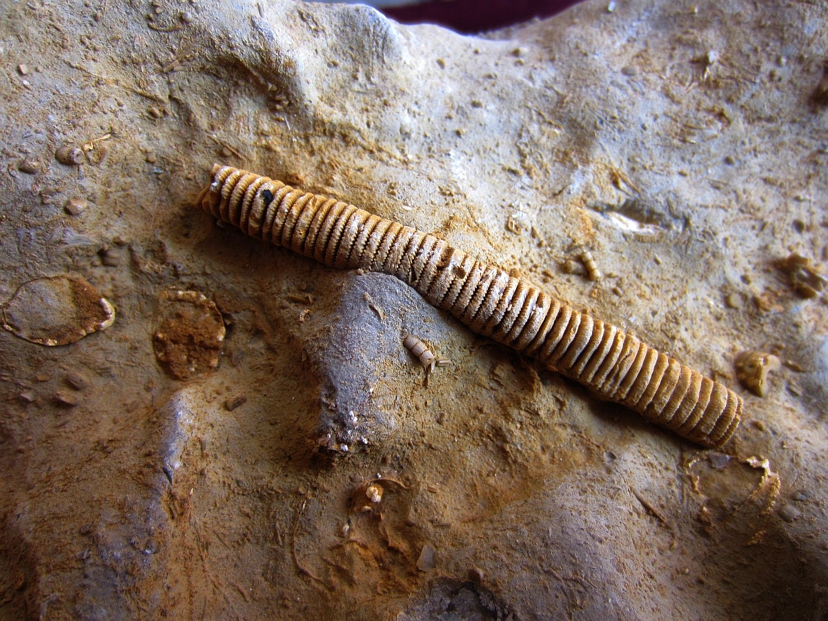 Fossil Crinoid Stem on limestone matrix by Collectorman2008