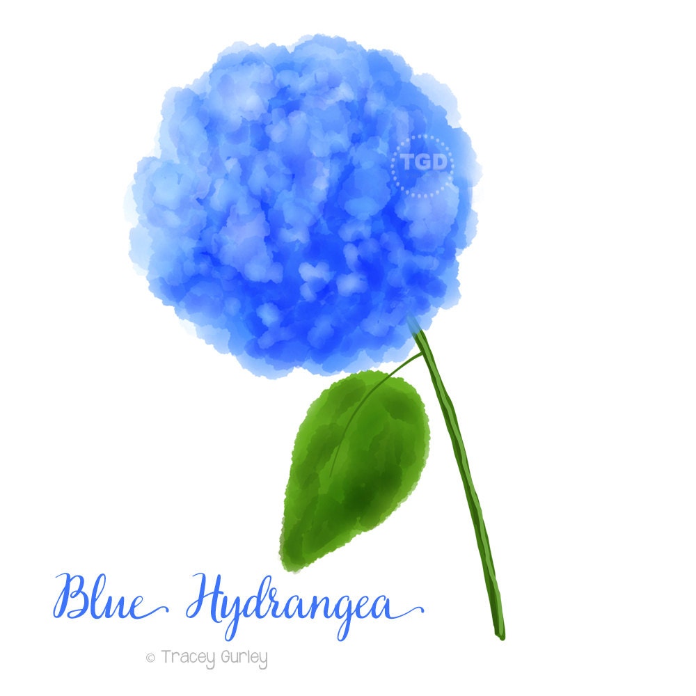 Blue Hydrangea Clip art Original Art Hydrangea painting