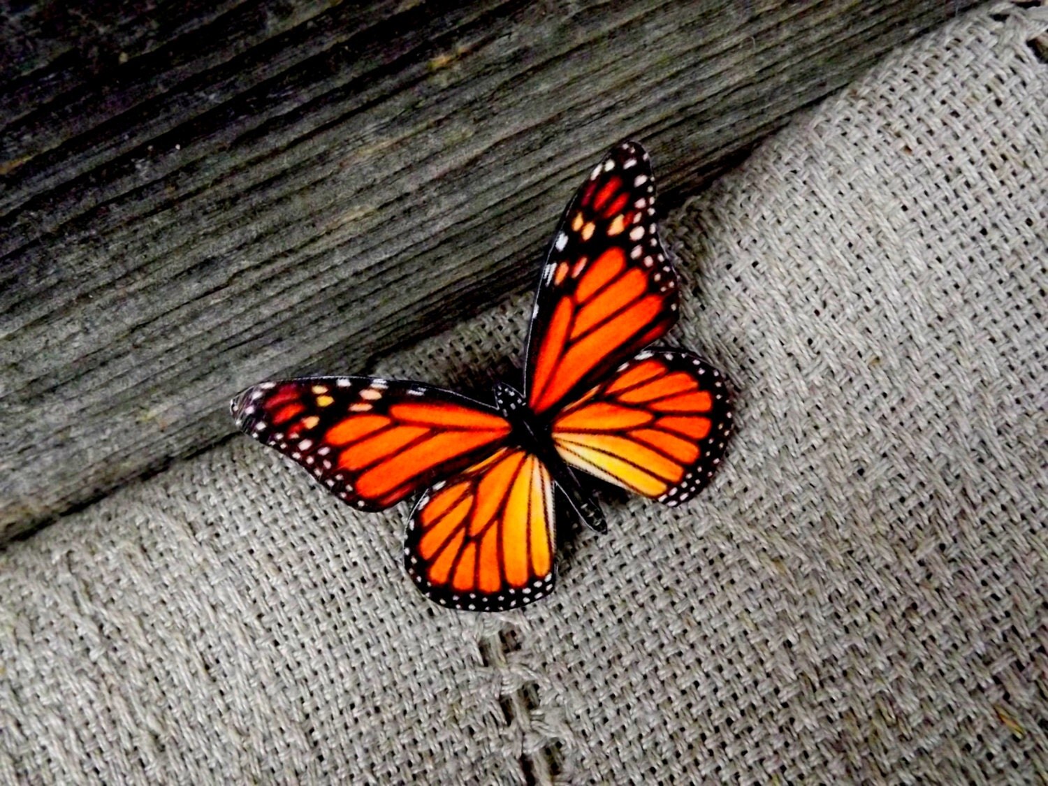 Monarch butterfly brooch Butterfly Jewelry by JewelryByIeva