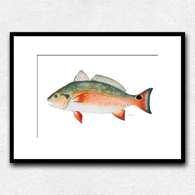 Fish Painting Fish Print Red Drum Fish by ArtByAlexandraNicole