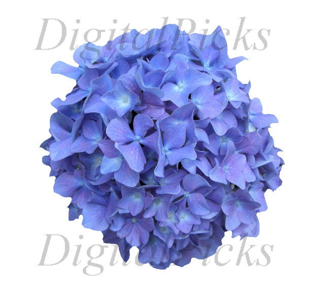 clip art hydrangea flower - photo #9