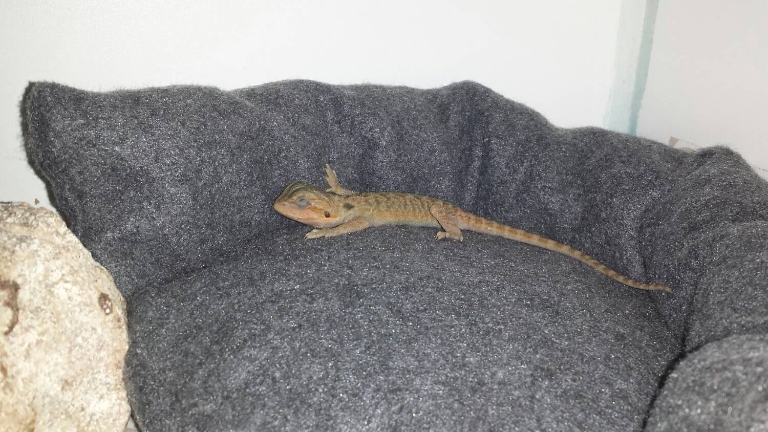 Bearded Dragon Bed by VyragosCloset on Etsy