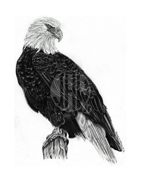 Eagle Pen and Ink Drawing