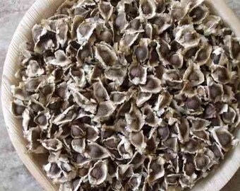 100 Moringa Seeds PKM-1 - The Miracle Tree