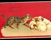 1907 Cat with White Puppies/Dogs Vintage Postcard