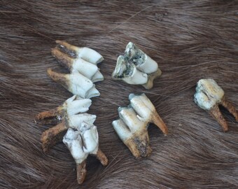 Deer teeth,White tail deer molars, set of 6, natural crafts and curios, curio collection