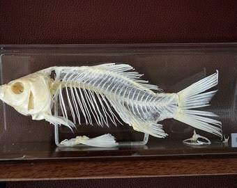 Fish skeleton | Etsy