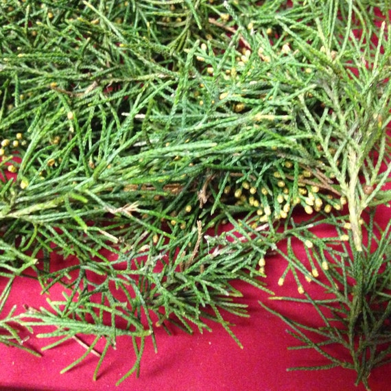 Items similar to FREE SHIPPINGNatural Fresh Picked Eastern Red Cedar Needles, Loose Leaflets