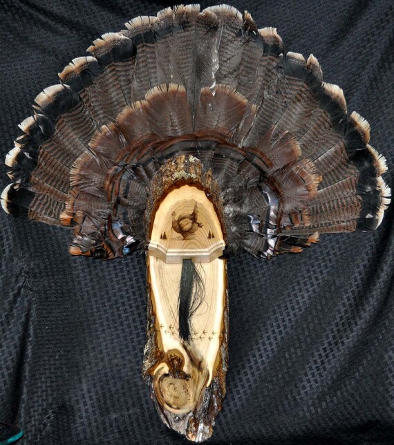 Turkey Fan. Turkey Hunting. Turkey Fan Mount Board. Live