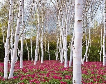 White Paper Birch Tree Seeds (Betula papyrifera) 50+Seeds