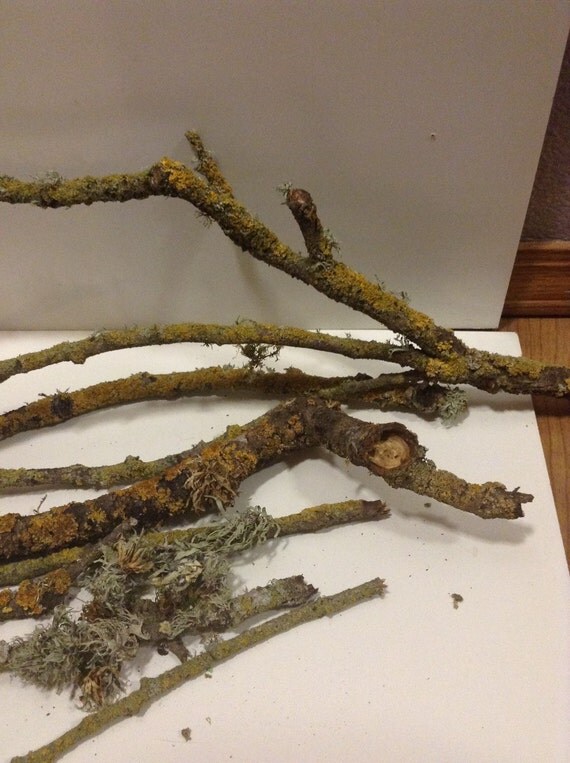 Lichen growing on wood sticks. Terrarium by BentleyUpcycleShed