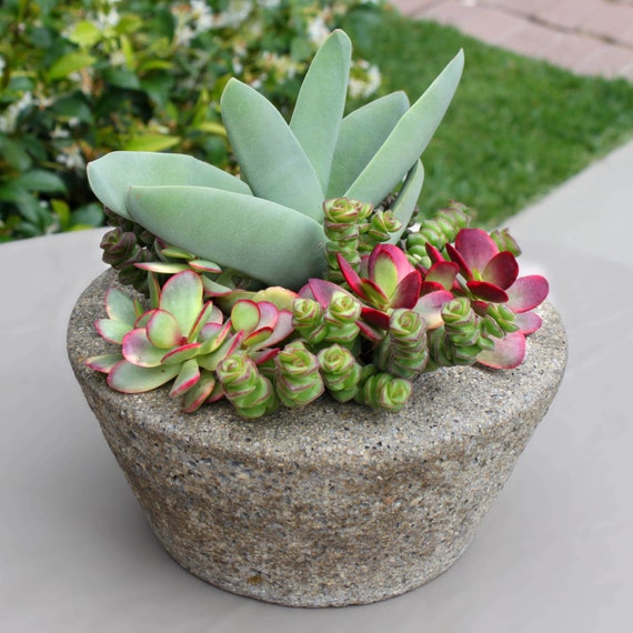 Colorful Succulent Arrangement in Hand Made Pot, Succulent Centerpiece