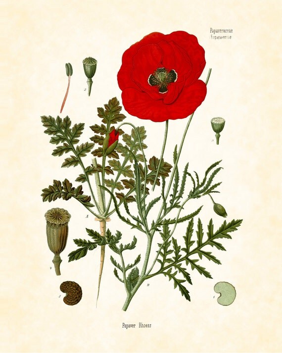 Items similar to Vintage Red Poppy Botanical No. 20 Giclee Botanical