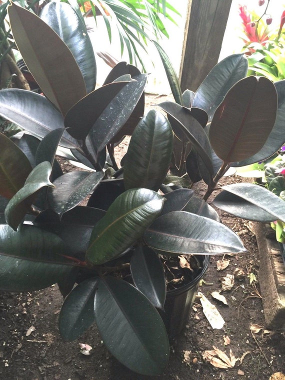 Ficus Burgundy Purple Rubber Tree Growing in a 2 by