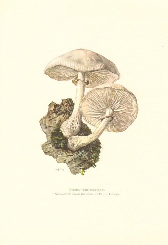 1961 Porcelain Fungus, Oudemansiella mucida Vintage Offset Lithograph