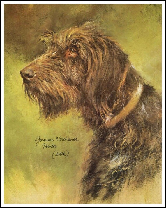 German Wirehaired Pointer Hunting Dog Print, Rien Poortvliet, Vintage Dog Illustration, Wall Decor