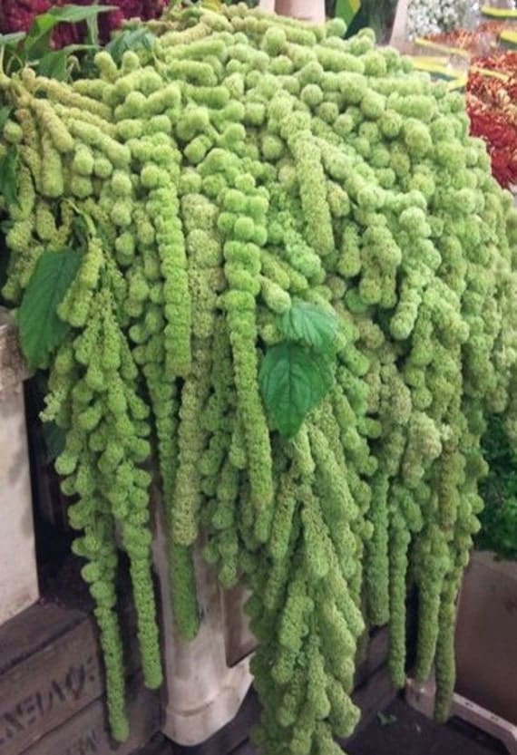 bleeding green
