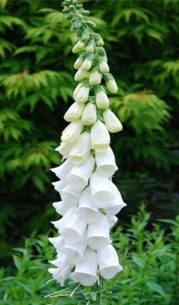 Foxgloves Alba White Stately Grandeur Estate English Cottage