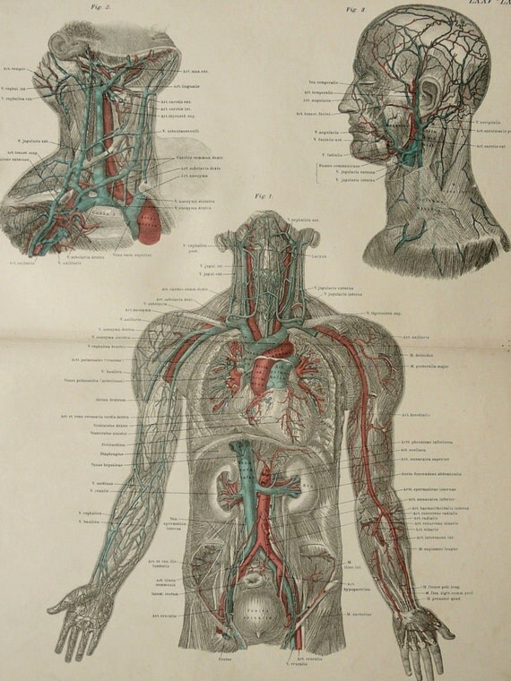 1890 Antique large lithograph of HUMAN CIRCULATORY SYSTEM.