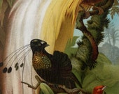 Antique print.1904.Lithograph in color.Birds of Paradise.111 years old print.Birds print.Natural History print.Old print.6,2x9,5 inches