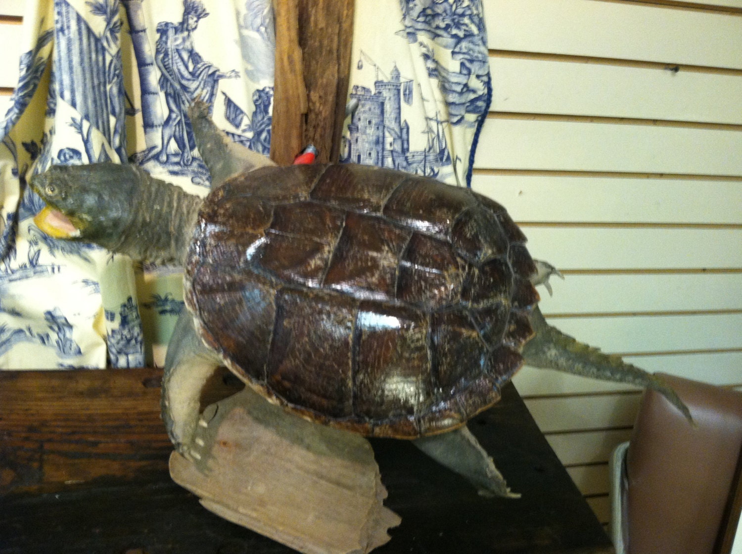 Taxidermy Snapping Turtle On Stand Snapping By Stoneheartsvintage