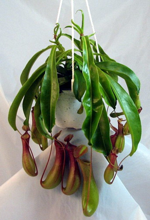 Asian pitcher plant Eric the midget cam
