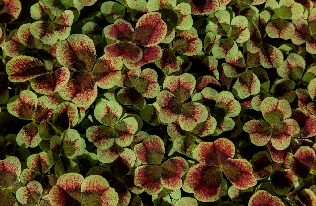 Red & Green Glow Shamrock 4 Leaf Clover Trifolium by HirtsGardens