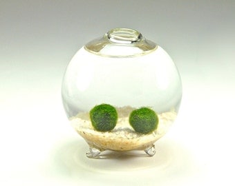 SALE!! Marimo Moss Ball Couple in Handblown Glass Globe - Underwater Moss Terrarium, Unique Gift Idea for Men and Women, Anniversary Gift