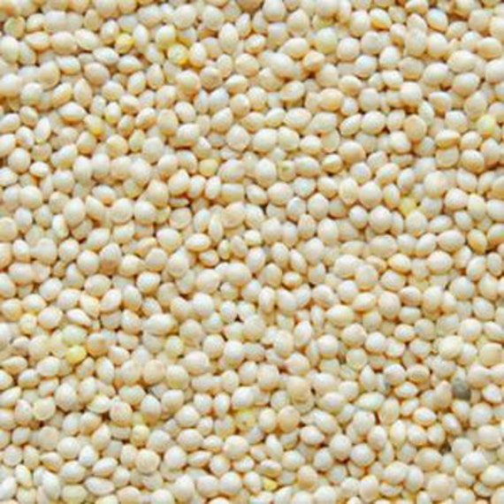 white proso millet seed white proso millet seed