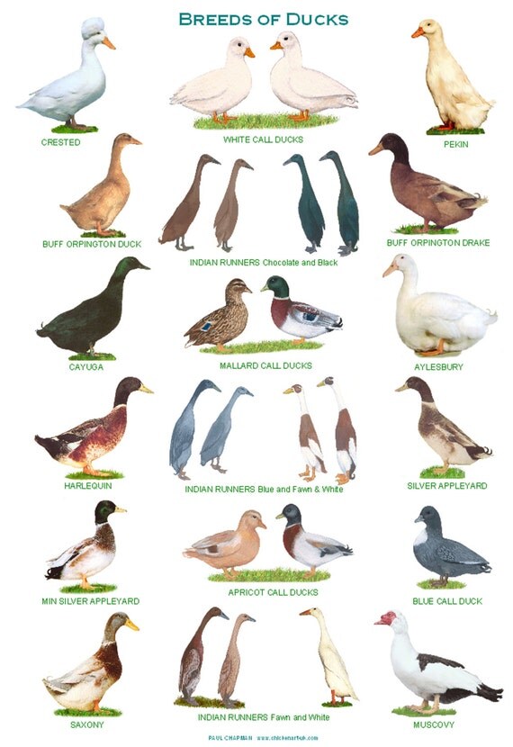 A4 Laminated Posters. Breeds of Ducks by PaulChapmanFineArt