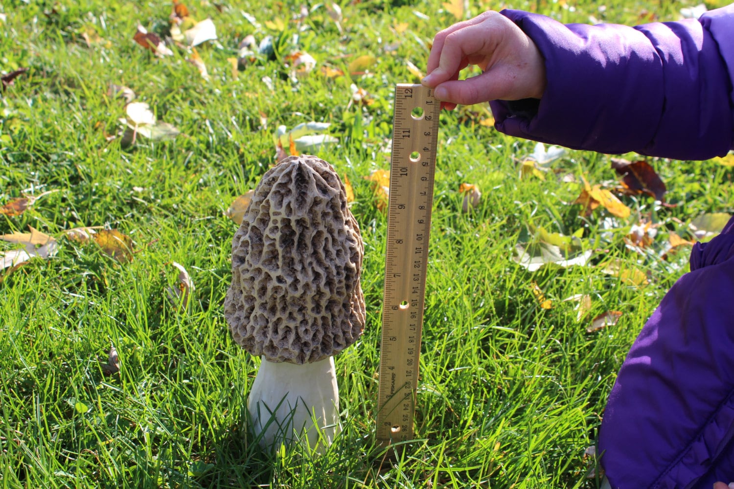 Giant Morel Mushroom for Landscape or Garden. by MorelMushrooms