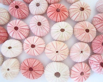 Pink Sea Urchin - set of 10-Beach Wedding Decor-Sea Shells Bulk-Beach Home Decor-Seashell Crafts-Sea Urchin-Beach Wedding Favors-Urchin