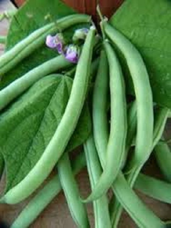 Organic Heirloom Tenderette green Bean vegetable seeds