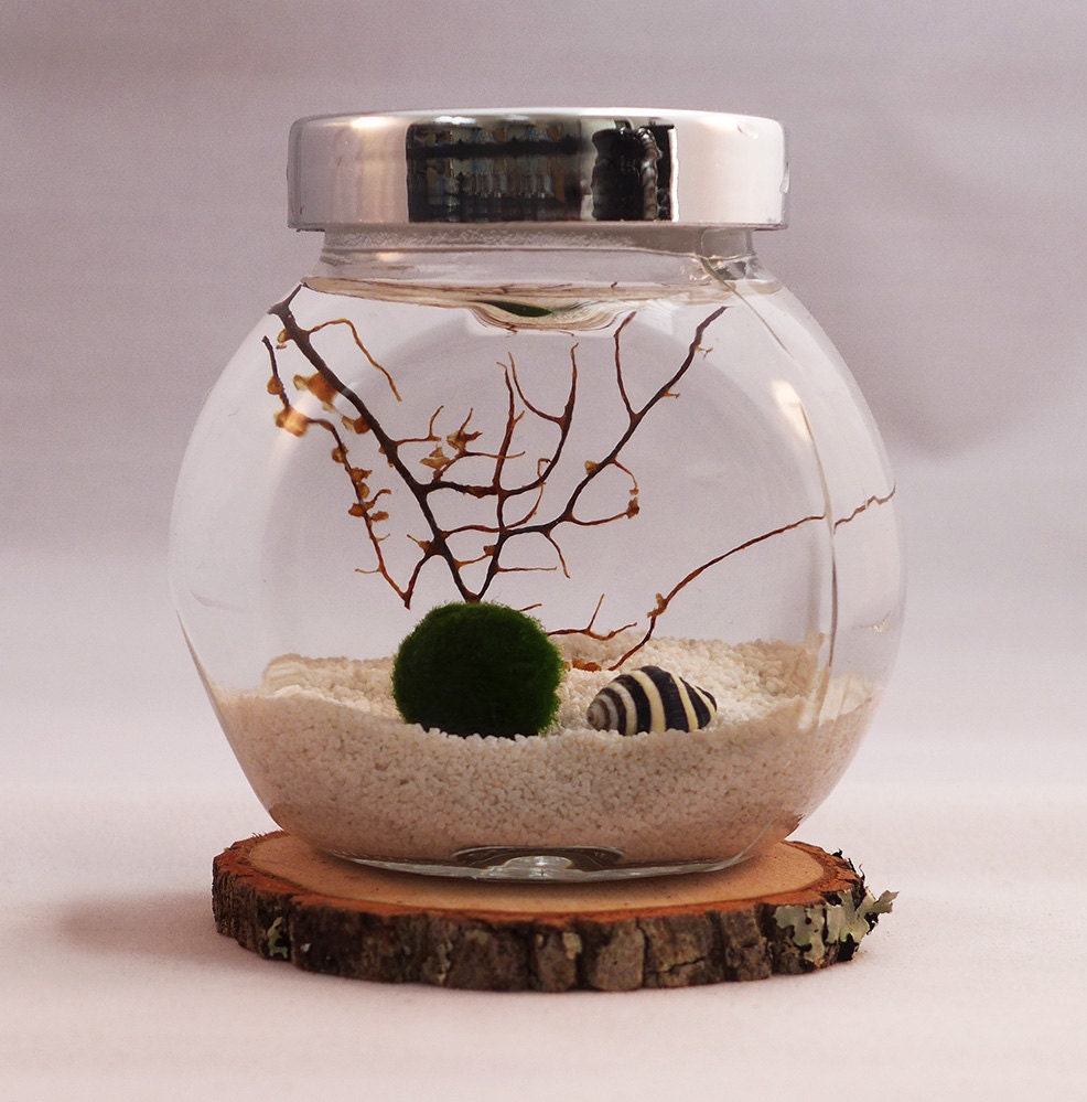 Marimo Terrarium / Aquatic Living Moss Ball / Home Decor