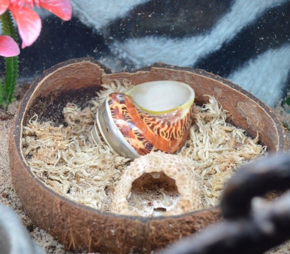 Coconut Moss Pit Hermit Crab Food Organic Hermit Crab