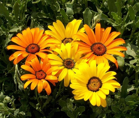 Annual: AFRICAN DAISY 50 SEEDS Dimorphotheca Easy To by GardenKits