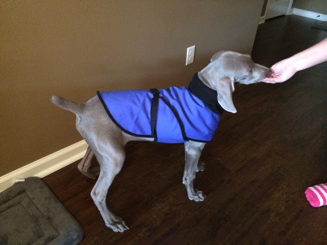 75-95lb Large Breeds Water Resistant Cordura Dog Vest w/ | Etsy
