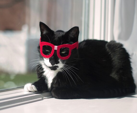 Nerd Glasses for Cats Kitty Poindexter NEW DESIGN