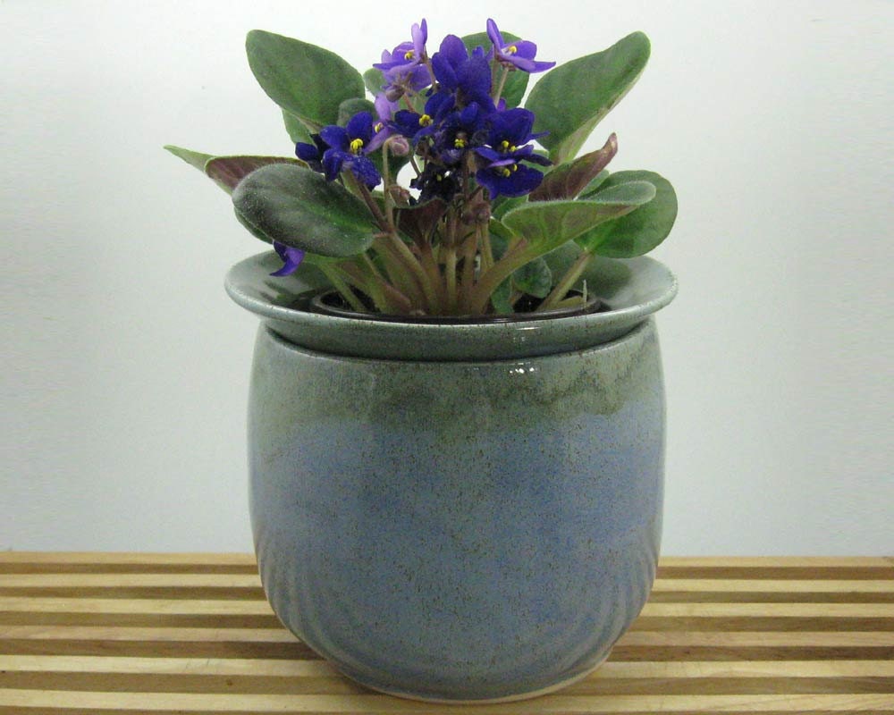 thumbnail image 2 of Wick Watering For African Violet Plants – Baby Violets 2 of 12