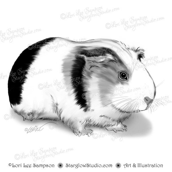 clipart guinea pig - photo #38
