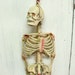 Vintage mature Erotic Skeleton rare