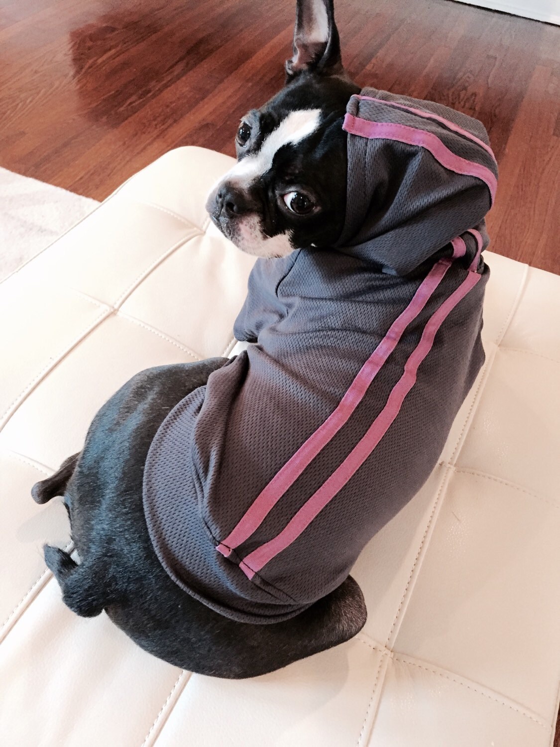 Designer Handmade Large Medium Dog Clothes Boston by GoodGirlTippi