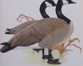 canada goose importatore italia canada goose importatore italia