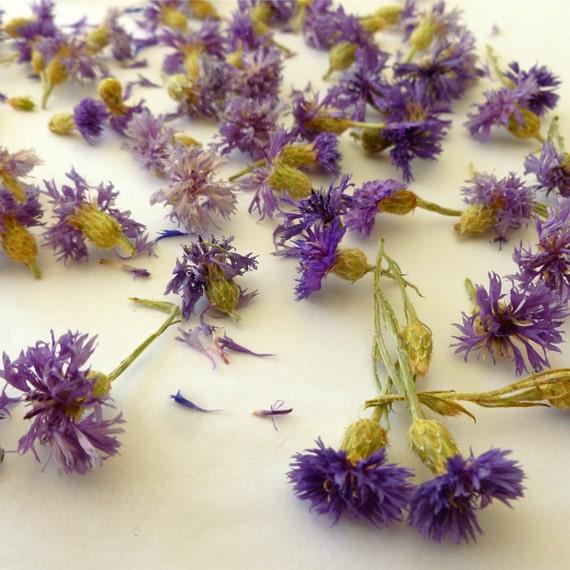 Dried Cornflowers Lavender Cornflowers Bachelor by LarkspurHill