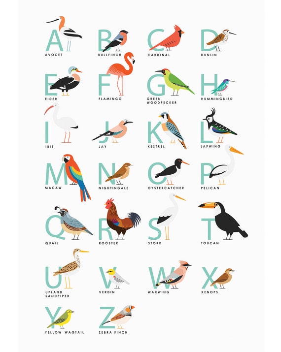 a3-bird-alphabet-print-alphabet-print-bird-illustration-alphabet-illustration