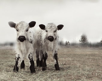 The Twins Two White Calves Photography of Two White Cows