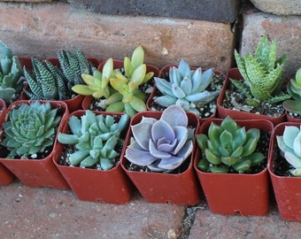 SAMPLE 2 Beautiful 2" Assorted potted succulent wedding favor gift