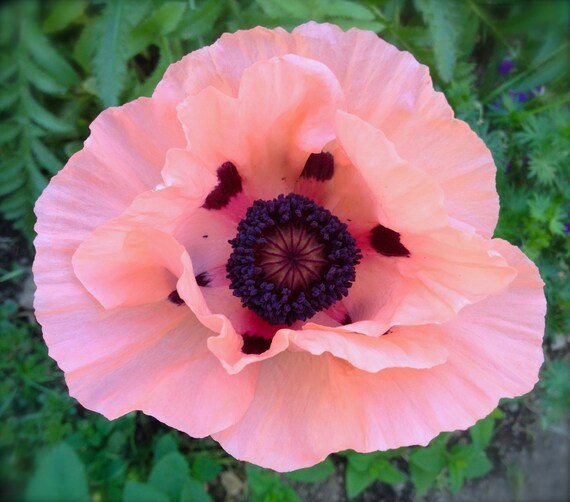 Pink Oriental Poppy Perennial Heirloom Seeds Very Rare Variety Huge ...