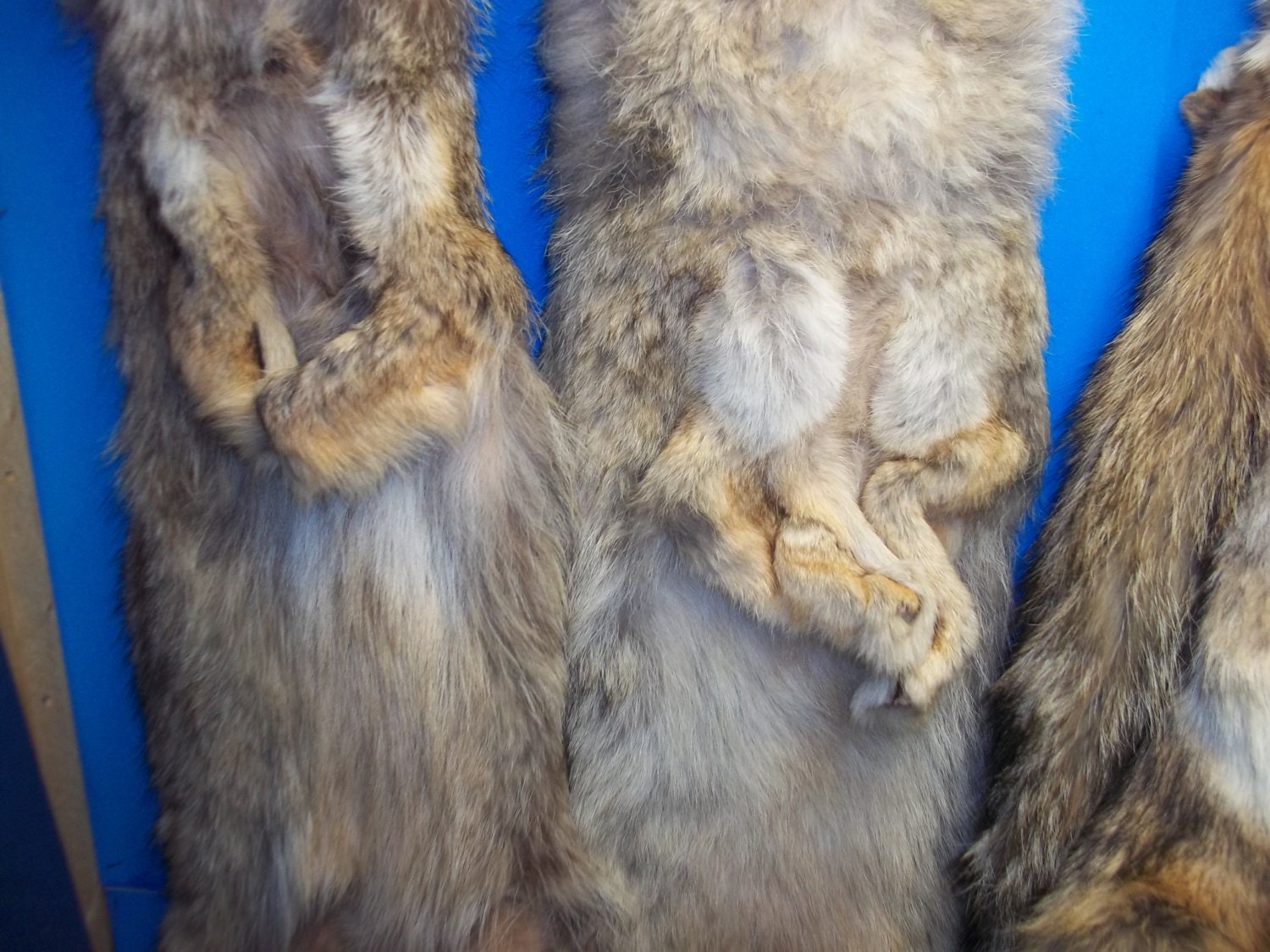 1 Tanned Coyote Fur Pelt real animal skin taxidermy by boomer2563