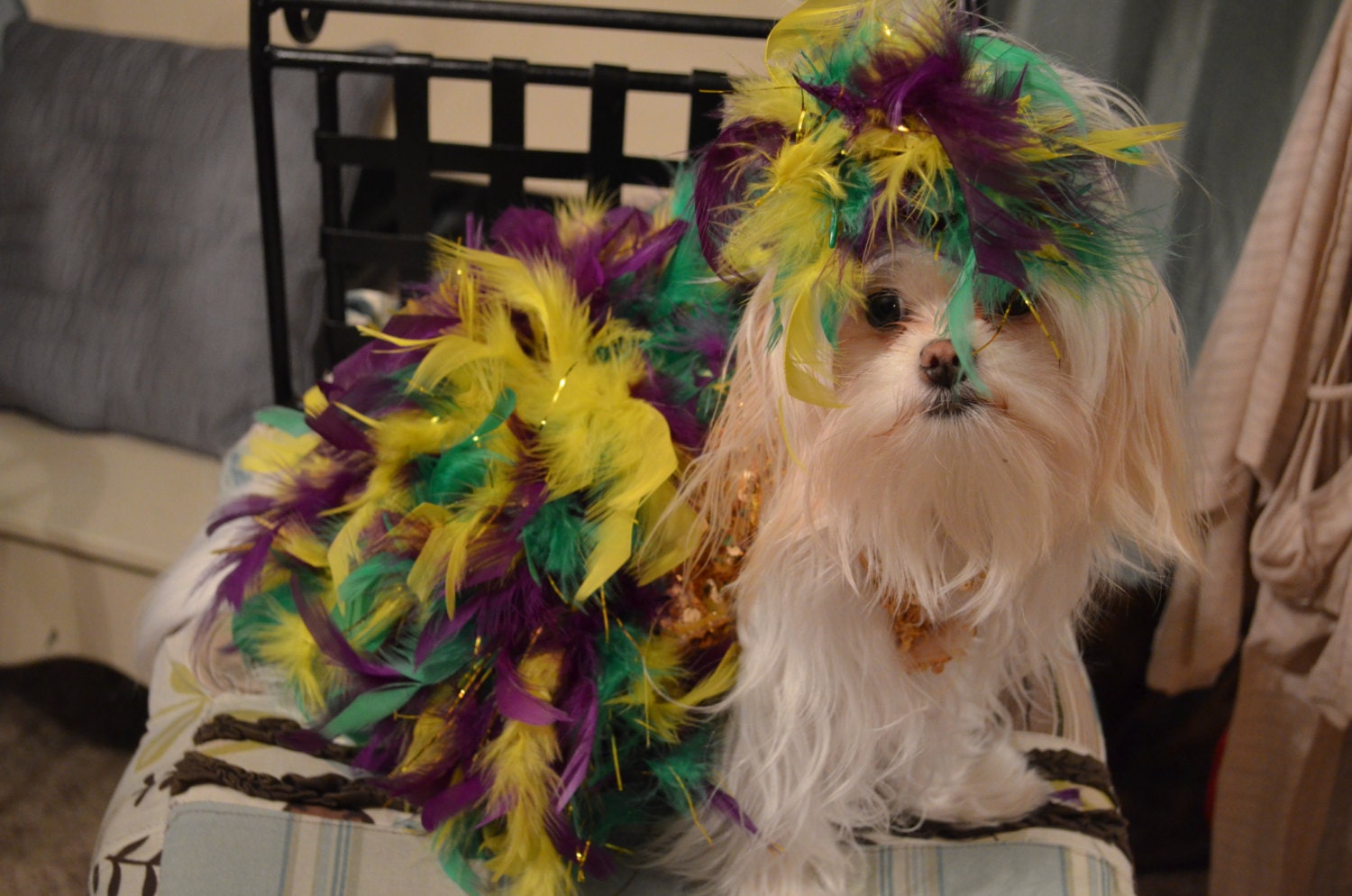 Mardi Gras Show Dog Costume/Dress with Headpiece for xsmall or